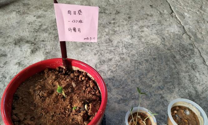 发芽啦植物全解锁通关攻略（探索发芽啦植物中的秘密）