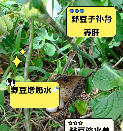 豆子在地下城中有什么用途？