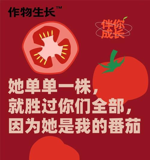 番茄种子获取攻略（从零开始种植番茄）