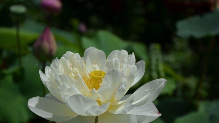 穿越火线花卉角色活动选择技巧？