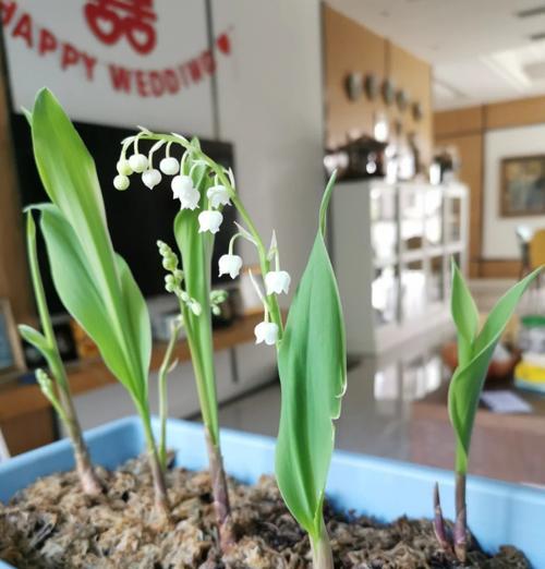 铃兰怎么种我的世界？在Minecraft中种植铃兰的方法是什么？